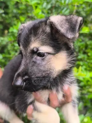 German Shepherd