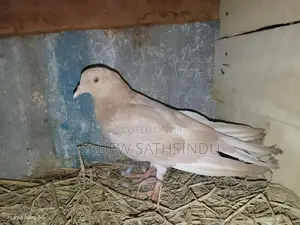 Pigeons