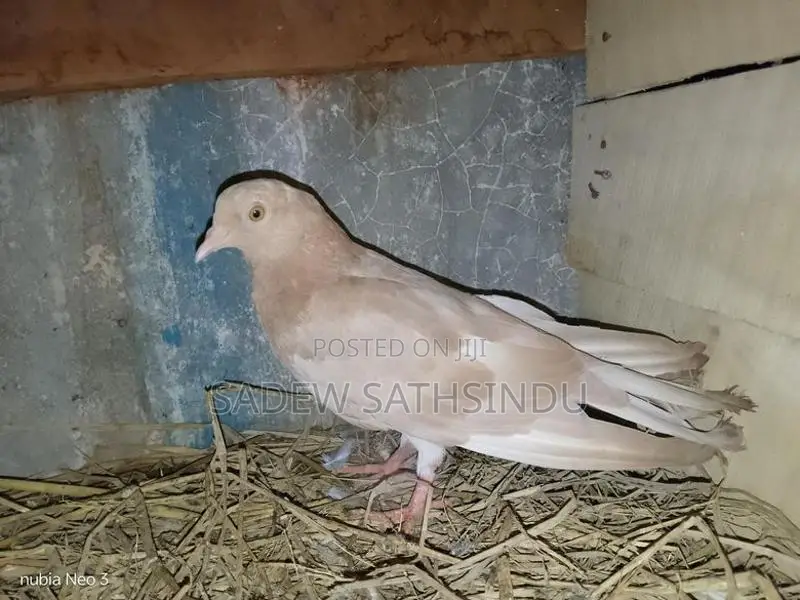 Pigeons