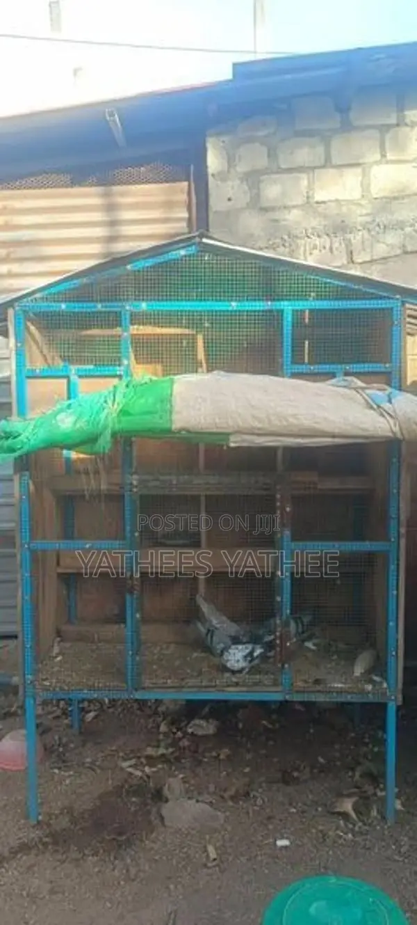 Bird Cages