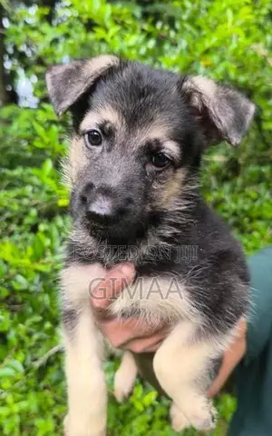 German Shepherd