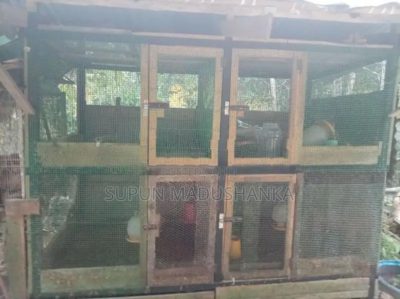 Bird Cage