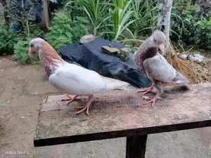 Pigeons