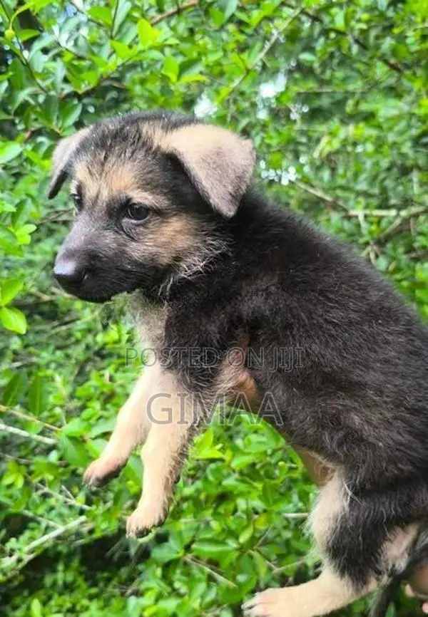German Shepherd