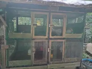 Bird Cage