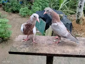 Pigeons