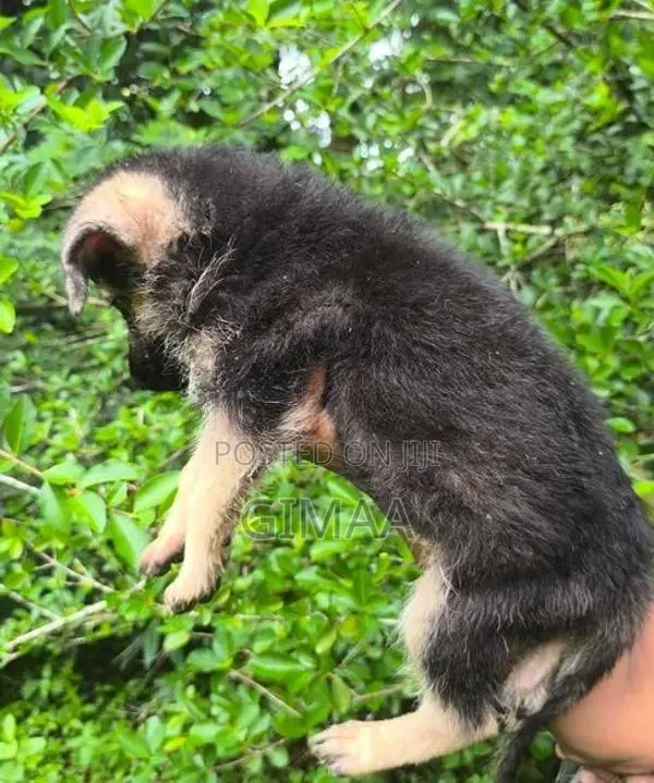 German Shepherd