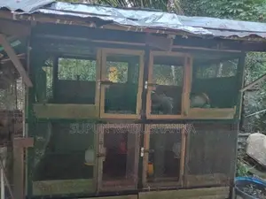 Bird Cage