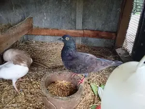 Pigeons