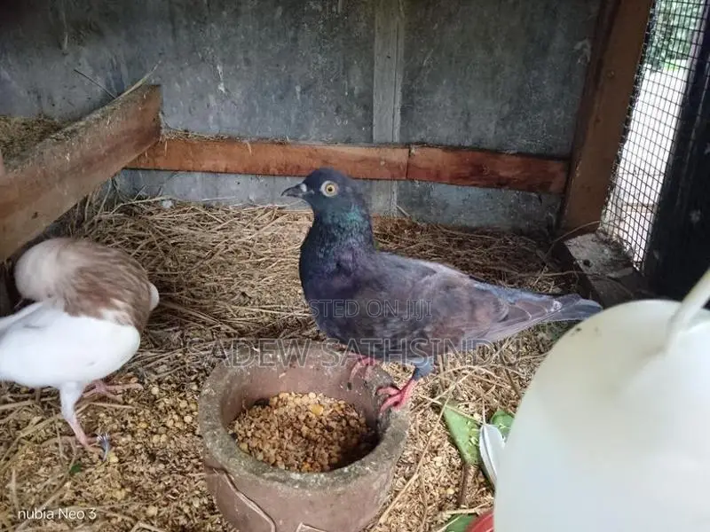 Pigeons