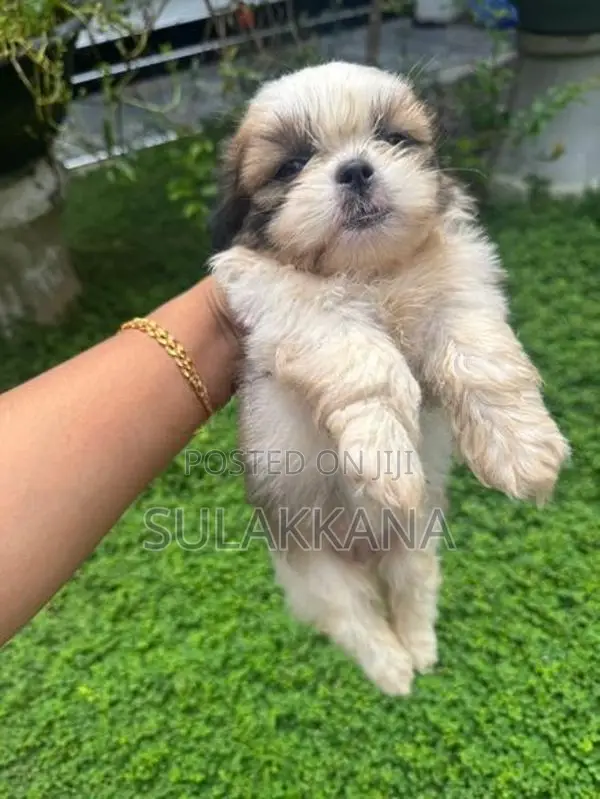 shihtzu puppies