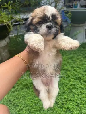 shihtzu puppies