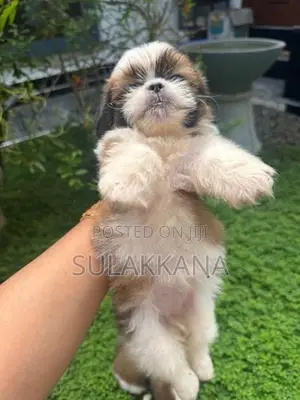 shihtzu puppies