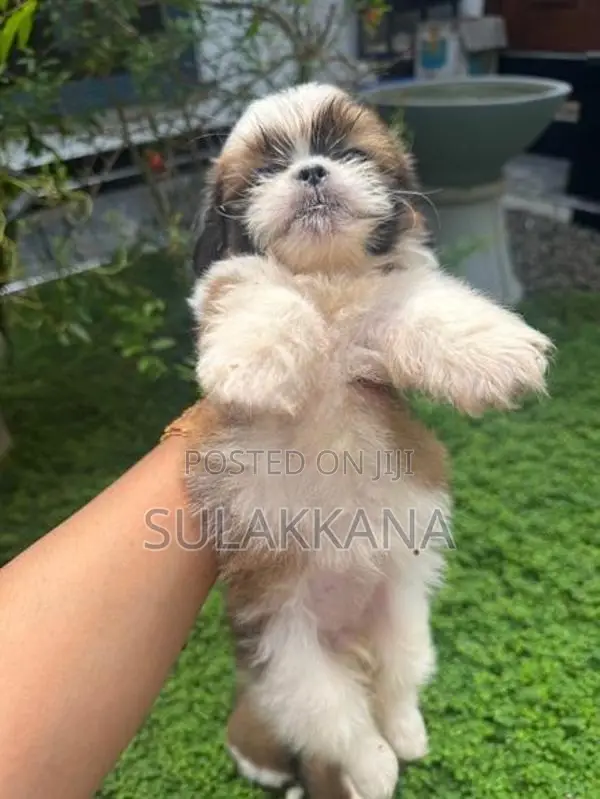 shihtzu puppies