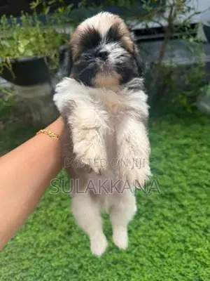 shihtzu puppies