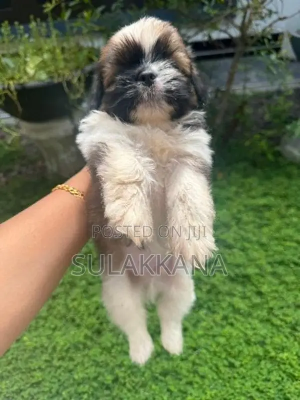 shihtzu puppies