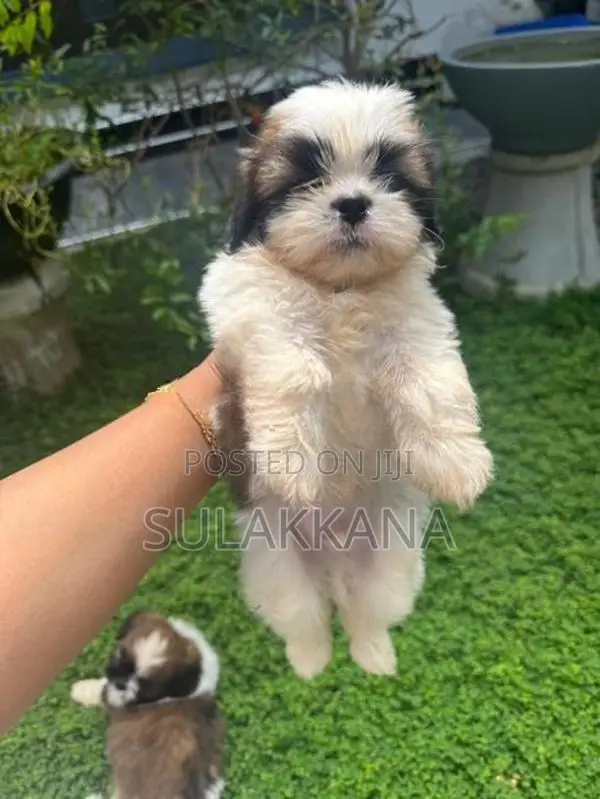 shihtzu puppies