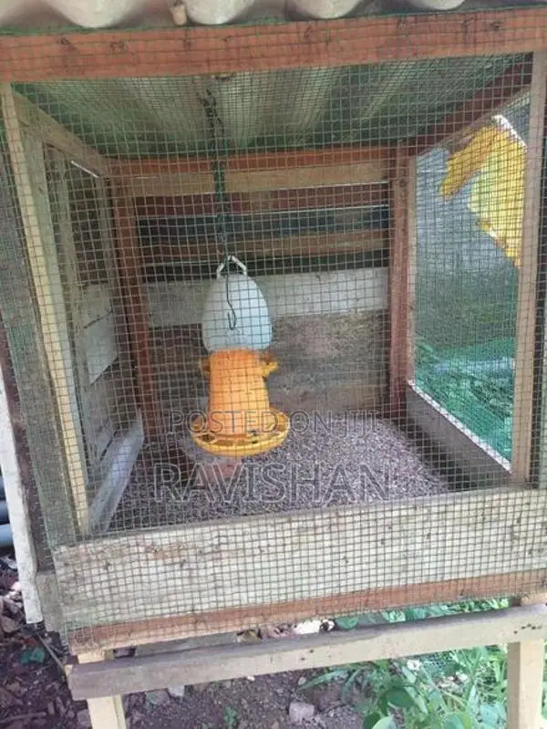 Chicken Cages