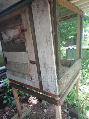 Chicken Cages