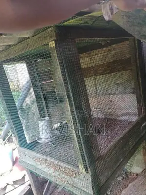 Chicken Cages