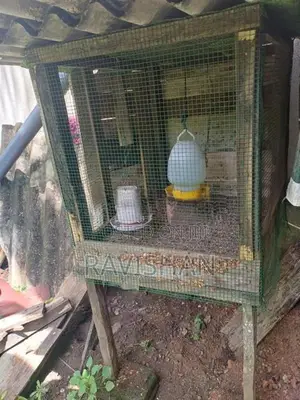 Chicken Cages