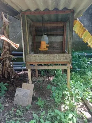 Chicken Cages