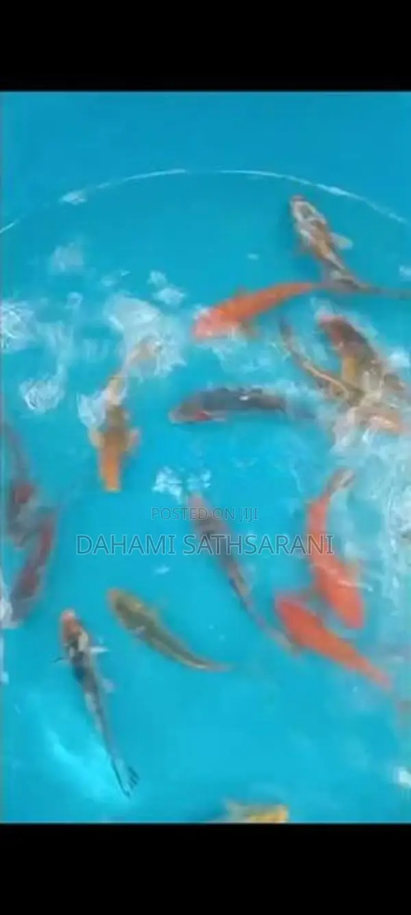 Sl Koi Fish