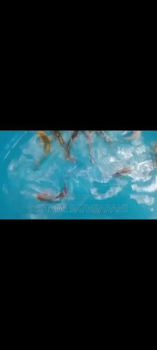 Sl Koi Fish