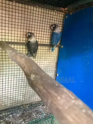 African Love birds