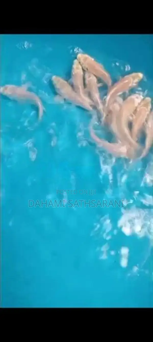 Sl Koi Fish