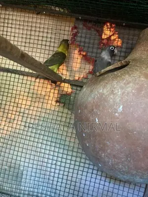 African Love birds