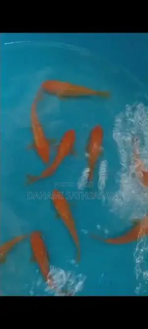 Sl Koi Fish