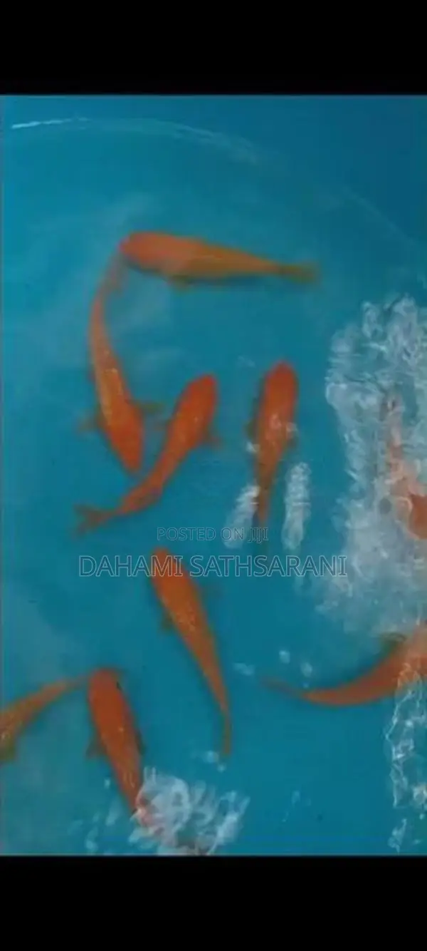 Sl Koi Fish