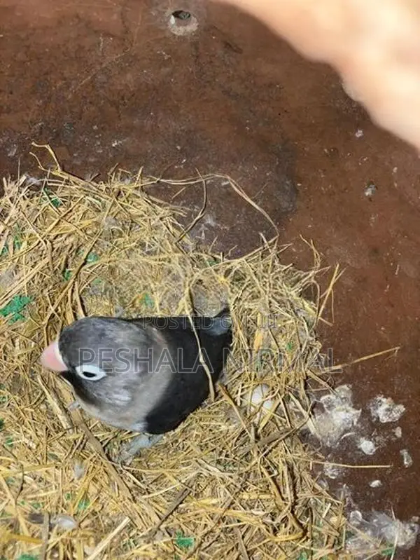 African Love birds
