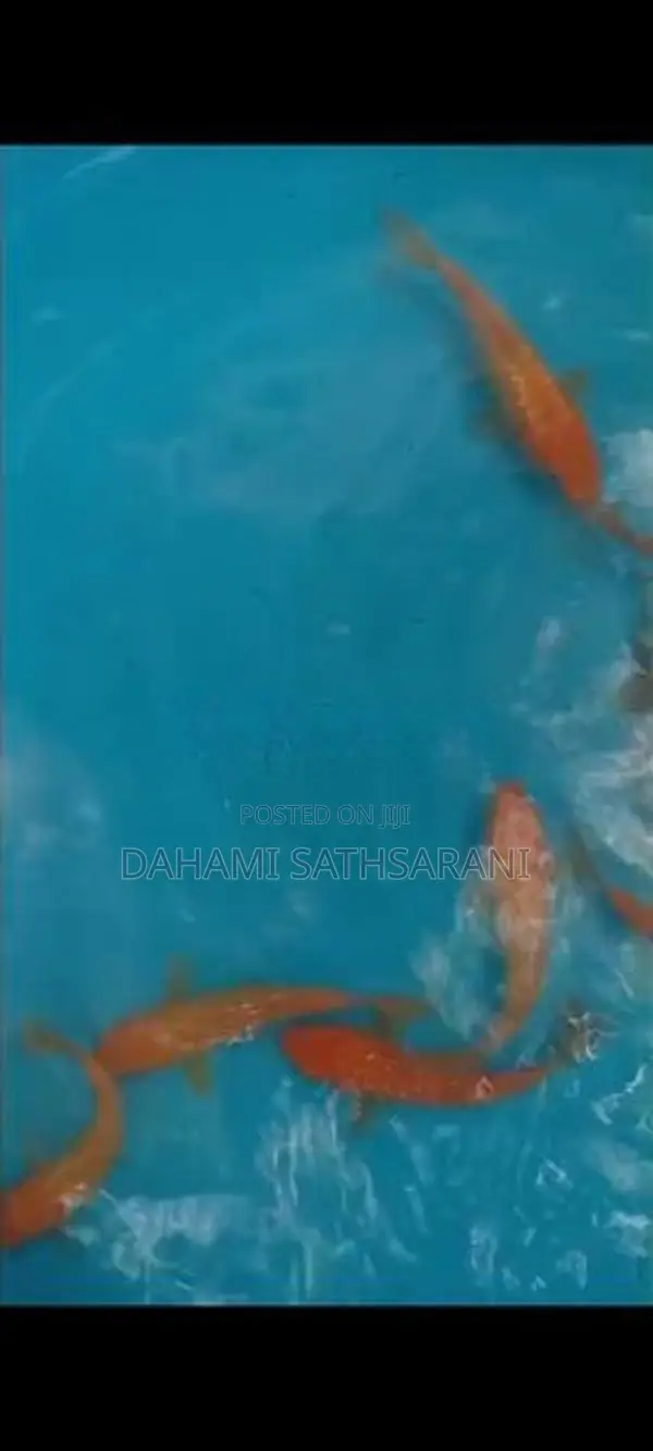 Sl Koi Fish