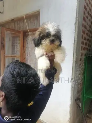 Shih Tzu Puppies