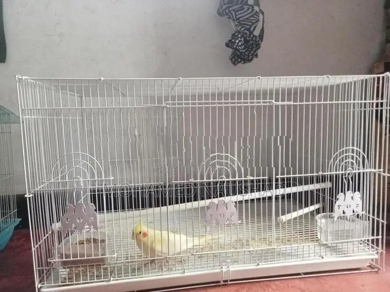 Bird Cage