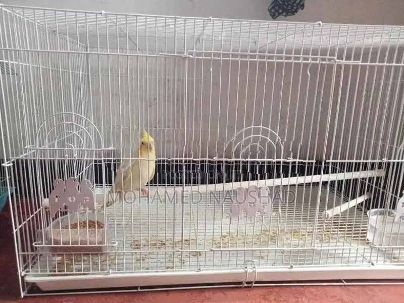Cocktail Bird With Cage