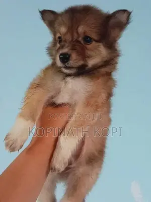 Pomeranian Dog