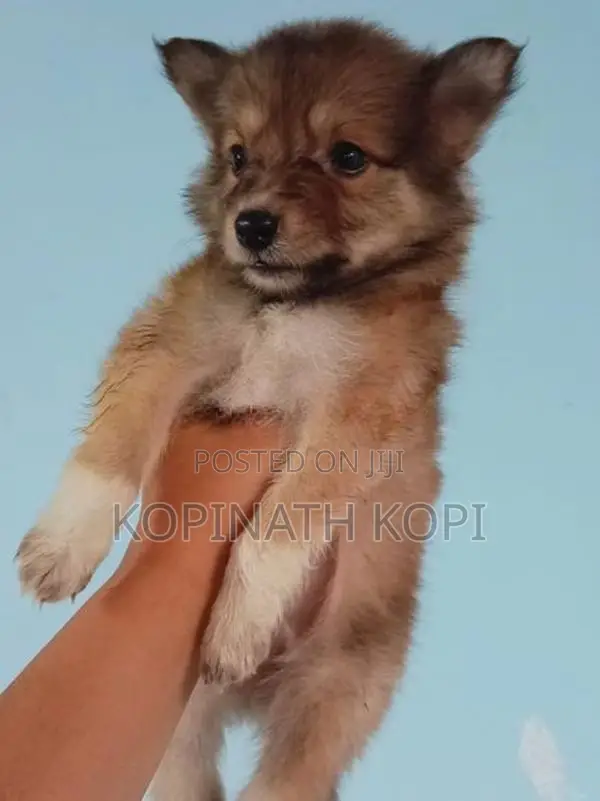 Pomeranian Dog