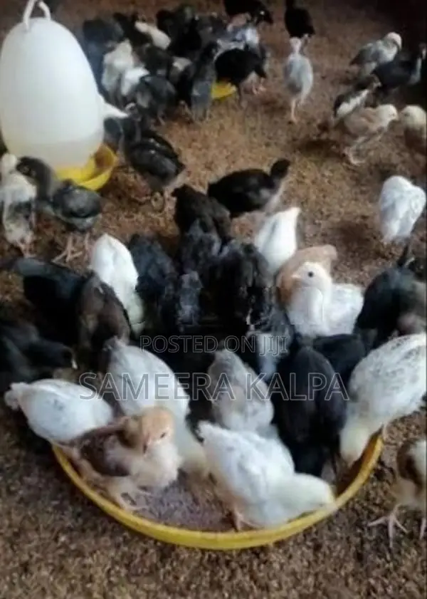 ගම් කුකුල් පැටවු