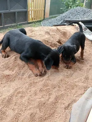 rottweiler female puppy