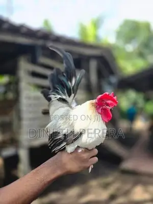 Japanese Bantam Chicken