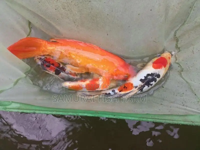 Koi Carp Fish