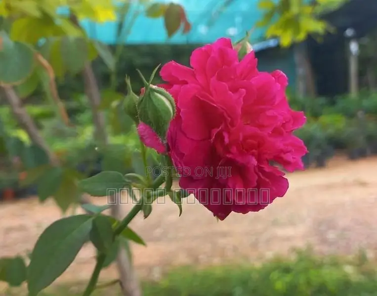 ஊர் ரோஸ் செடி