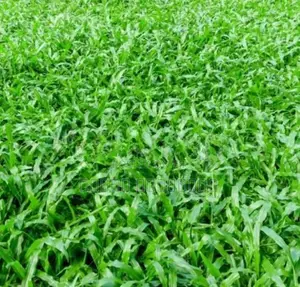 Australian Grass