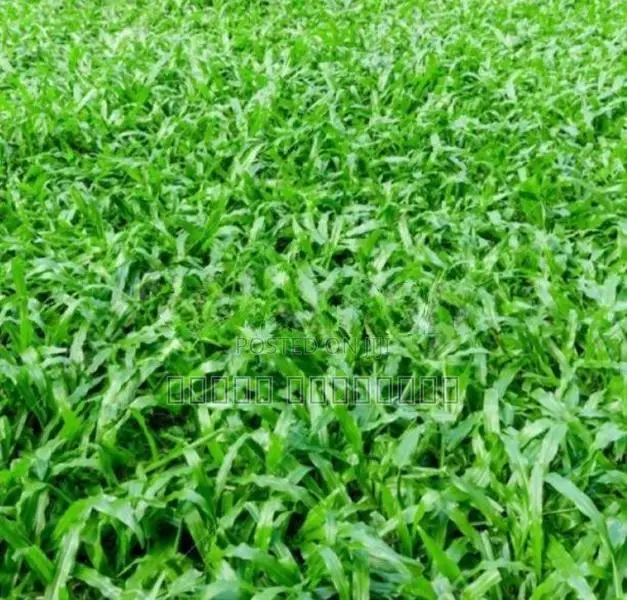 Australian Grass