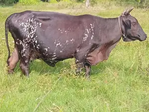 Milk Cow