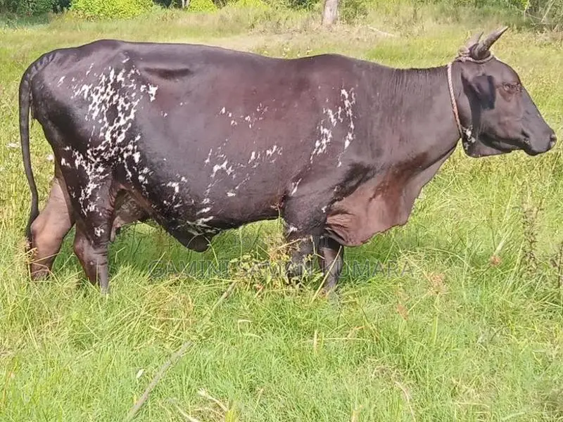 Milk Cow