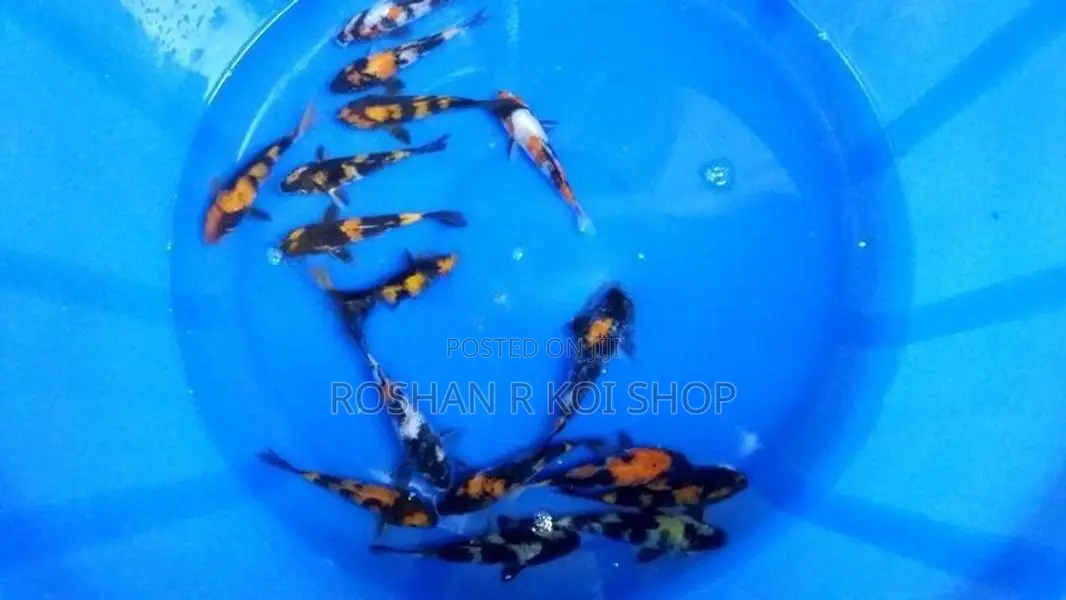 Showa with Hi Utsuri Koi Fish